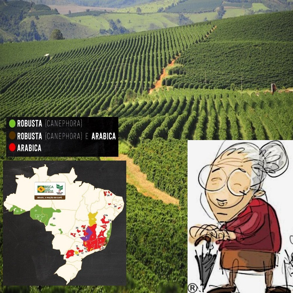 Home to the Amazon rainforest coffee