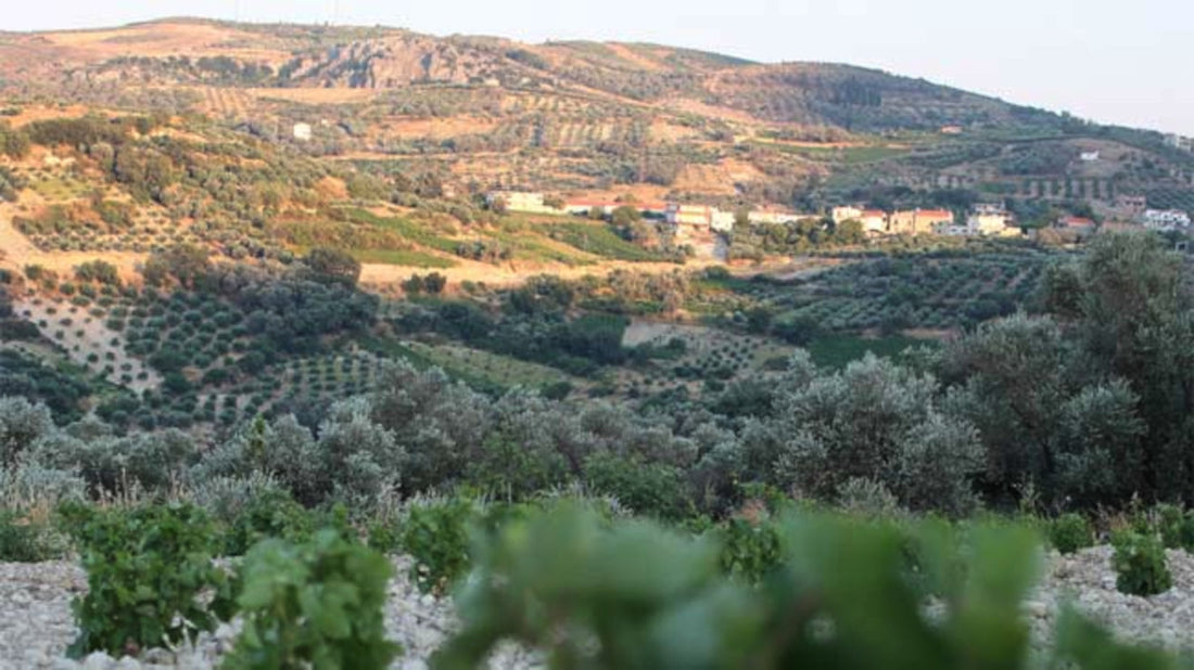 #NationalOliveDay. Did you know that the olive tree came into existence nearly 8,000 years ago? It’s true! Known as an ancient symbol of abundance, glory and peace,