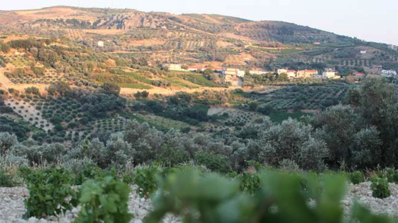 #NationalOliveDay. Did you know that the olive tree came into existence nearly 8,000 years ago? It’s true! Known as an ancient symbol of abundance, glory and peace,