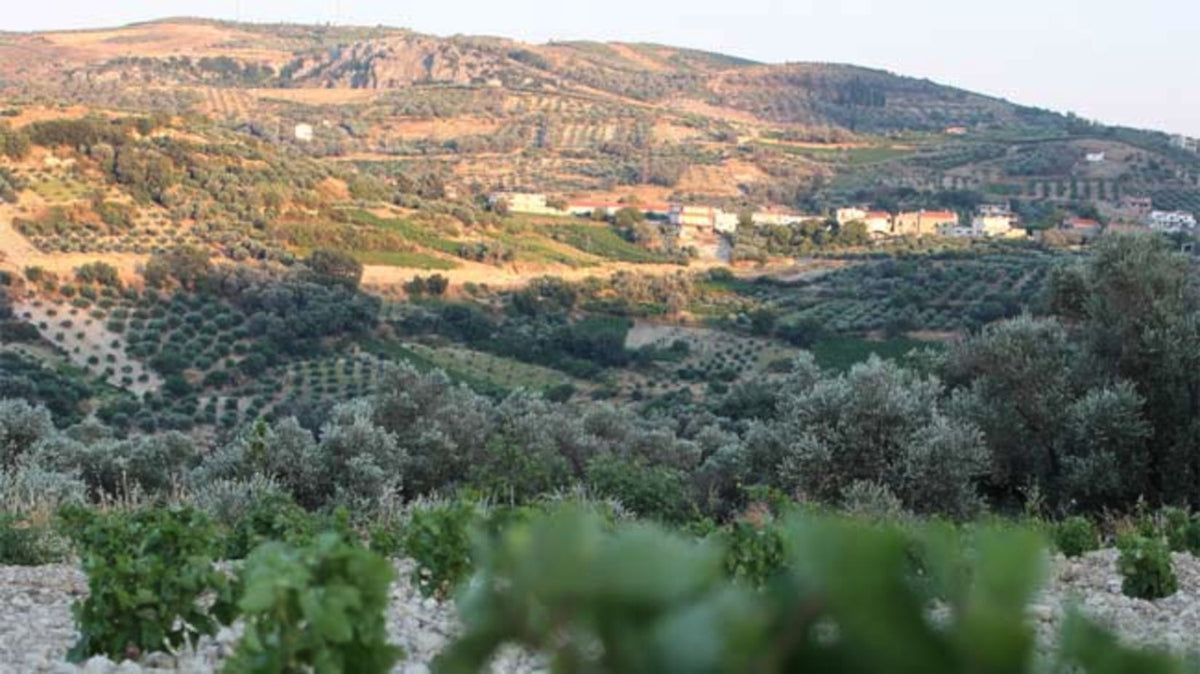 #NationalOliveDay. Did you know that the olive tree came into existence nearly 8,000 years ago? It’s true! Known as an ancient symbol of abundance, glory and peace,